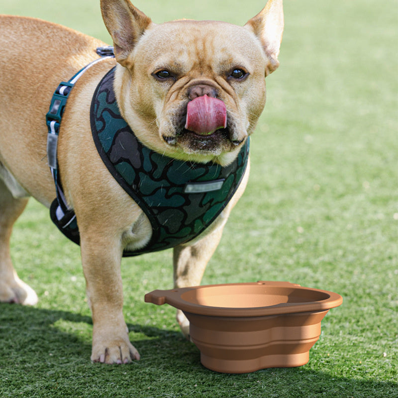 Feeding Through the Ages: How Pet Mealtime Needs Evolve Over a Lifetime